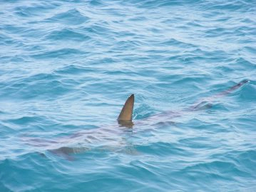 requin