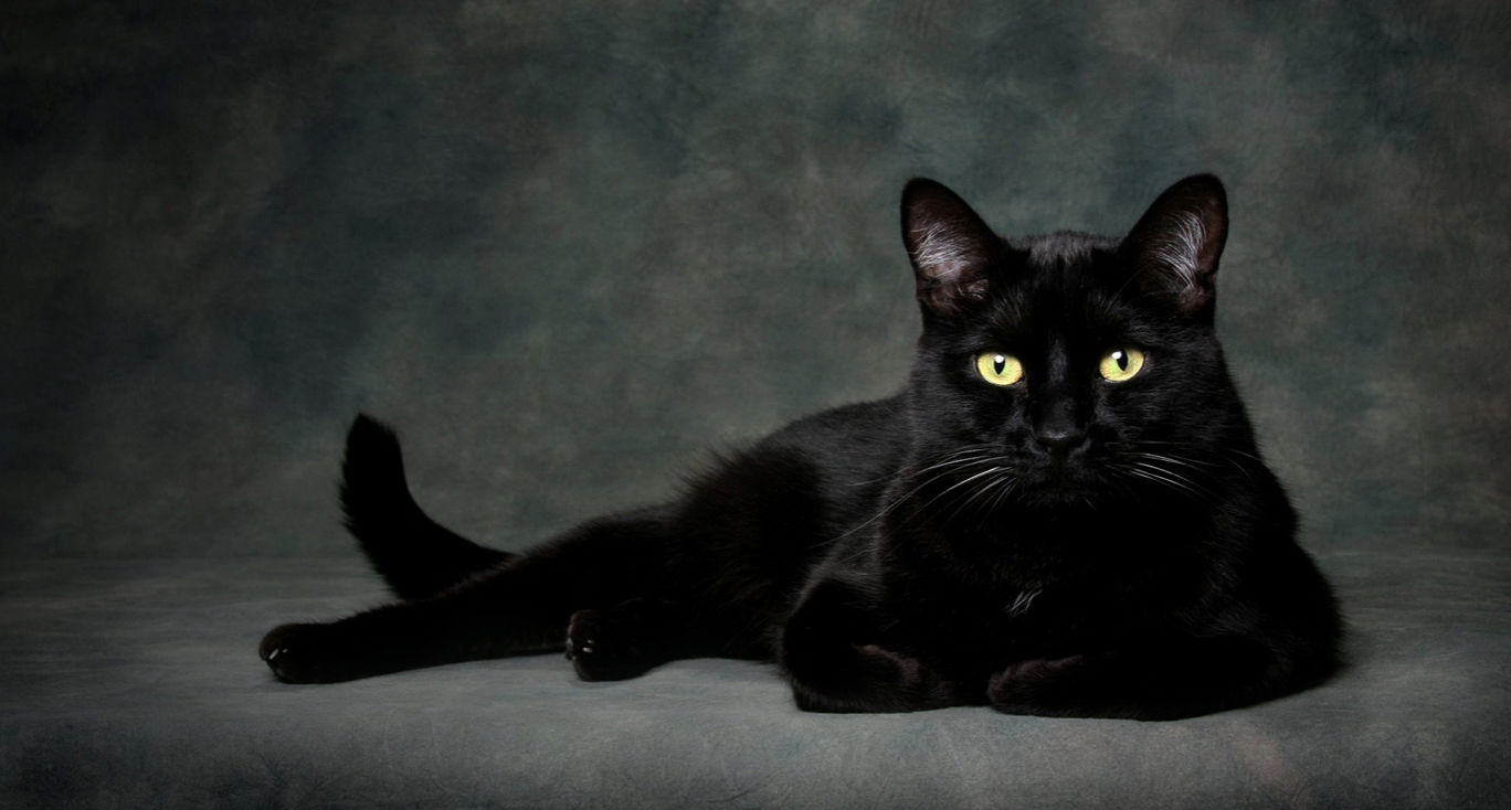 10 choses à savoir sur les chats noirs – Ziggy