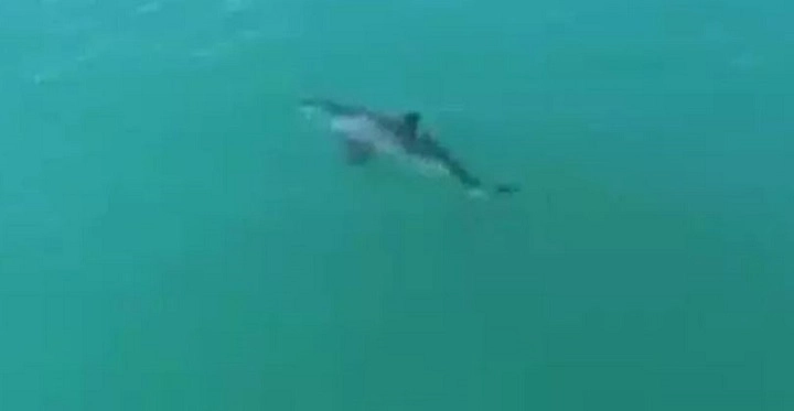 un-grand-requin-blanc-fuit-devant-un-drone-avec-une-pointe-a-20-km-h