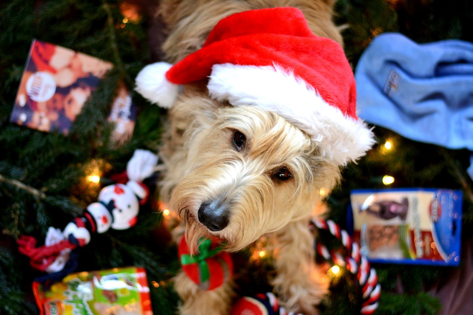 Faites un cadeau de Noël à votre chien ou votre chat avec la Woufbox et