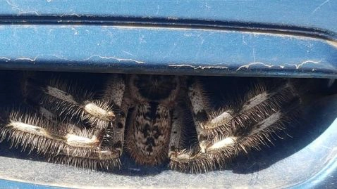 decouvre araignée géante porte voiture