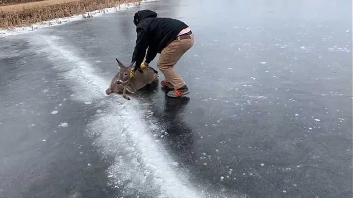 il sauve une biche en la poussant sur un lac gelé