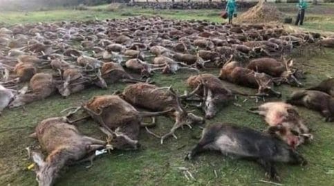 des-chasseurs-massacrent-540-animaux-au-portugal-et-creent-lindignation