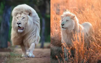 lions