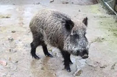 sanglier