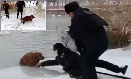 sauvetage golden retriever