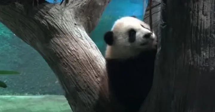 un-panda-geant-ne-en-captivite-fait-ses-premiers-pas-public