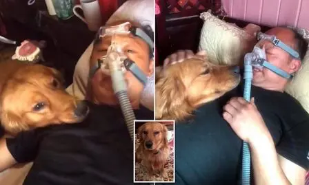 golden retriever