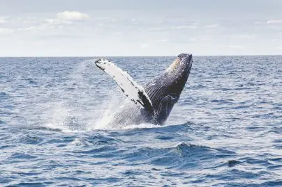 baleine