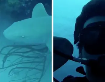 plongeur-requin