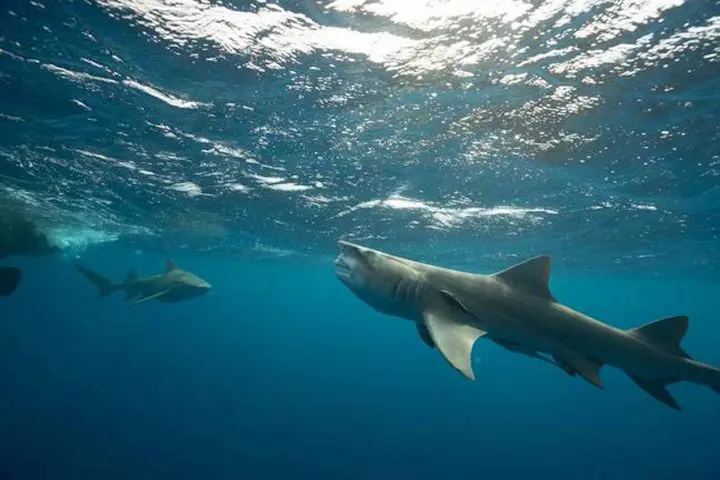 requin ressemble donald trump