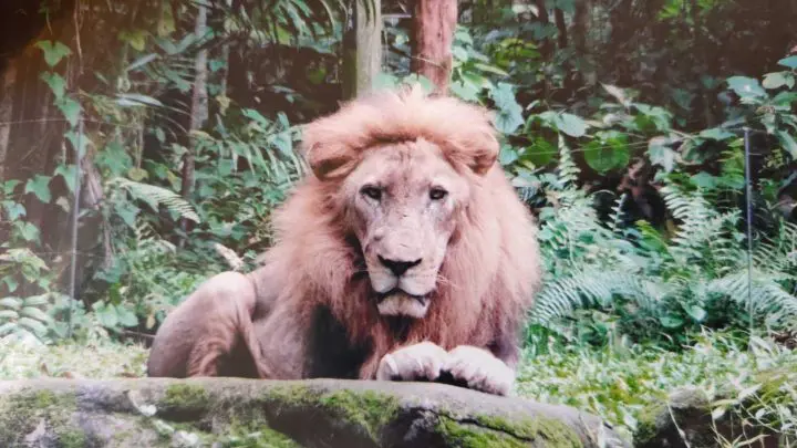 lion mâle meurt en donnant son sperme par électro-éjaculation
