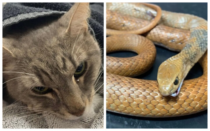 Heros Du Jour Un Chat Meurt En Sauvant Deux Enfants D Une Attaque De Serpent Video