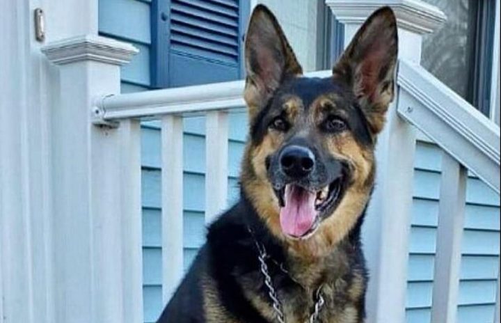 Ce chien berger allemand sauve la vie de son propriétaire qui faisait un AVC