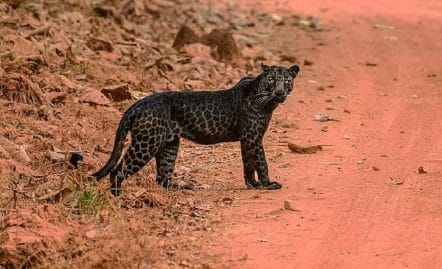 leopard-noir-photo-génétique-albinos