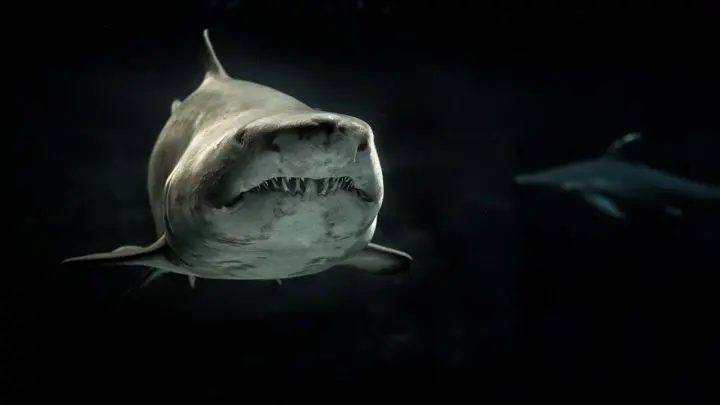 Un requin aux yeux rouges et brillants