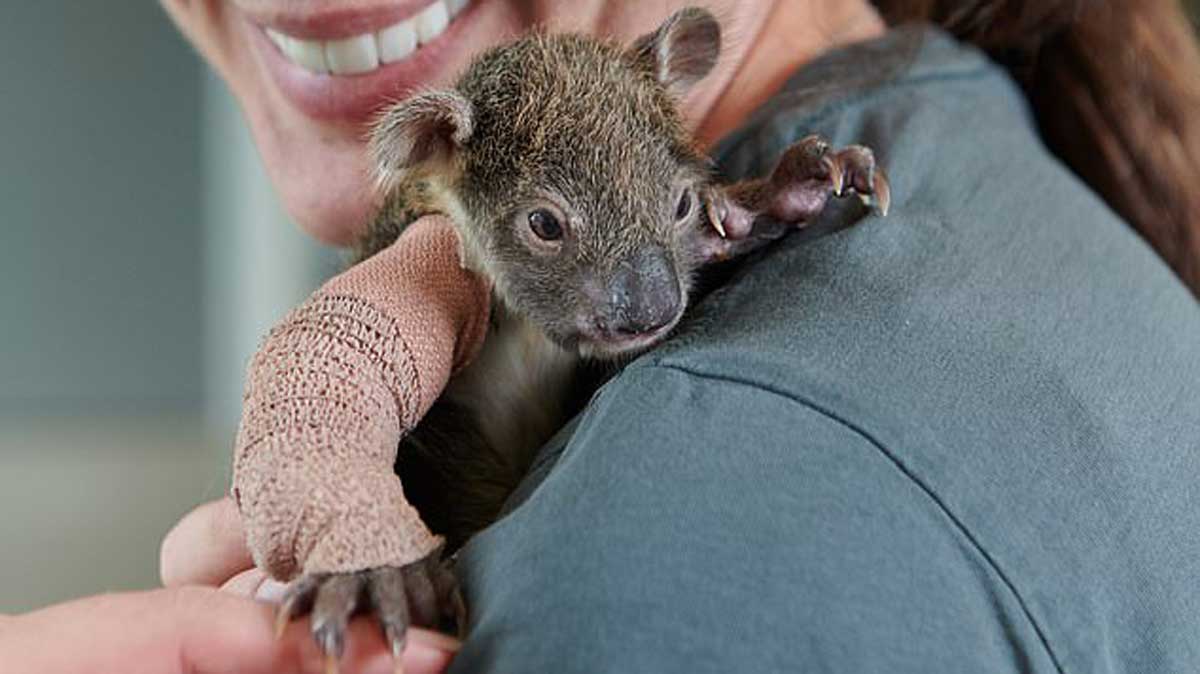 Un Adorable Bebe Koala Se Fait Bander Le Bras Apres Une Chute Mortelle Pour Sa Mere