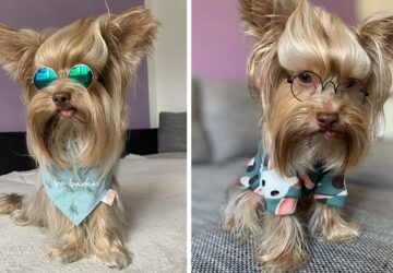 chien yorkshire mignon longue meche coiffure