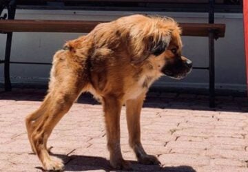 chienne colonne