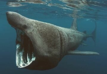 requin-pèlerin-aperçu-bretagne