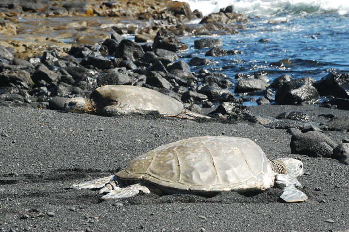 tortue de mer Madagascar