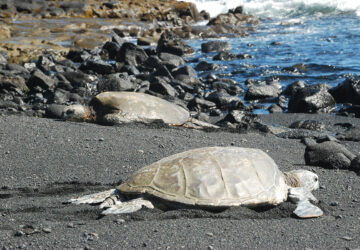 tortue de mer Madagascar