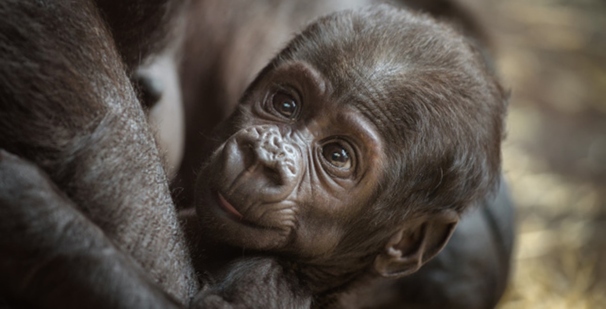 Les Images Adorables D Un Bebe Gorille Qui S Agrippe A Sa Mere Pour Se Proteger Et Etre Rassure