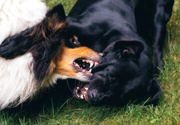 Chiens attaque octogénaire