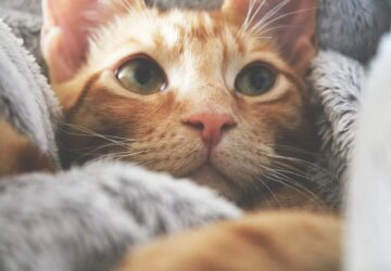 Ce chat remercie sa maîtresse