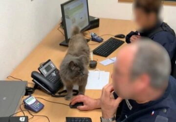 Ce chat est devenu la mascotte du commissariat, mais aussi une star d'Instagram