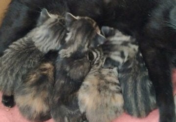 chatons refuge familles adoption