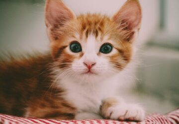 Une chatte se rend à l'hôpital pour chercher de l'aide