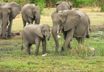 éléphants braconnier pietinné