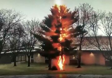 un éclair s'abat sur un arbre