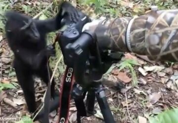 Un singe imite un photographe animalier et c'est hilarant !