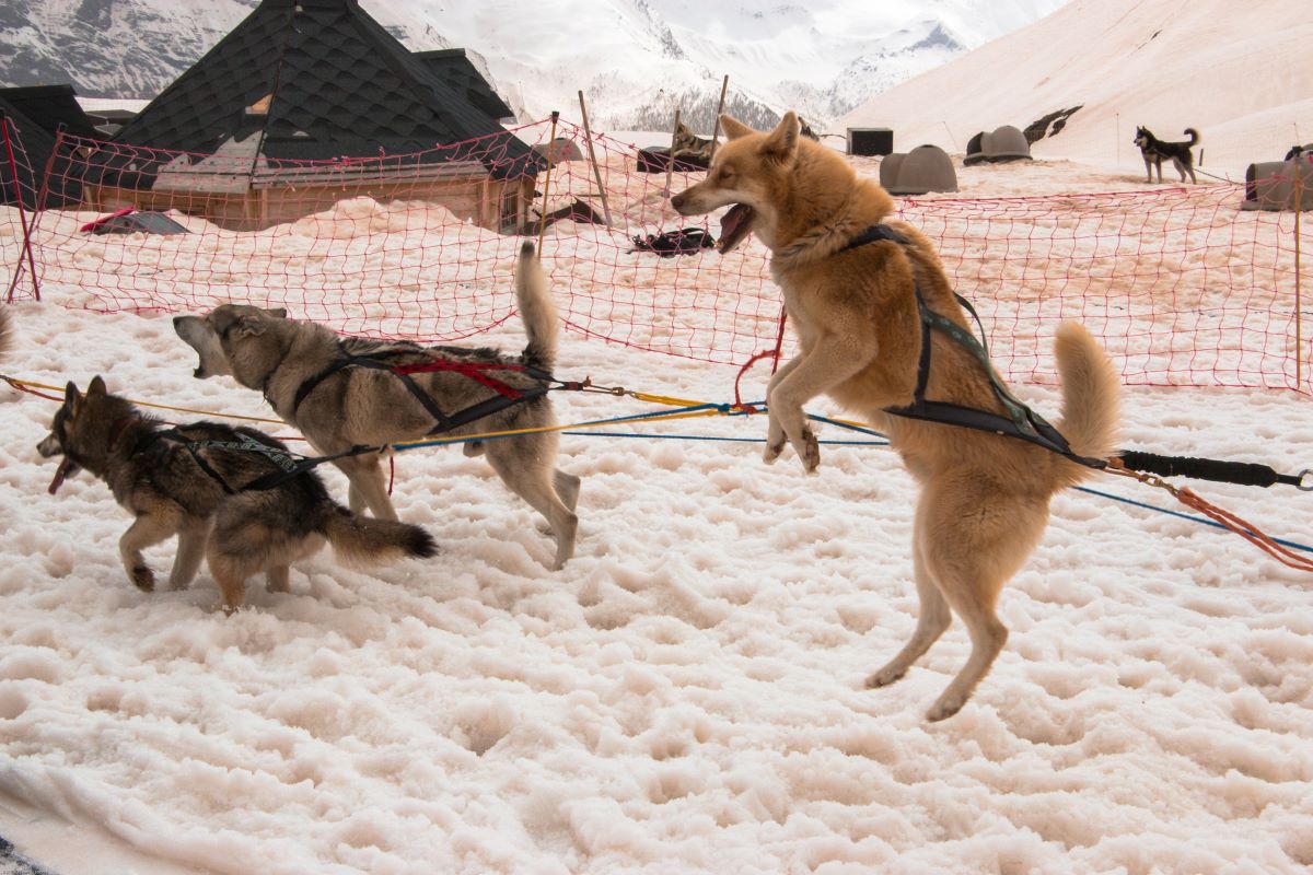 Blague Du Jour Deux Chiens Sont Chez Le V T Rinaire Et Voquent Les