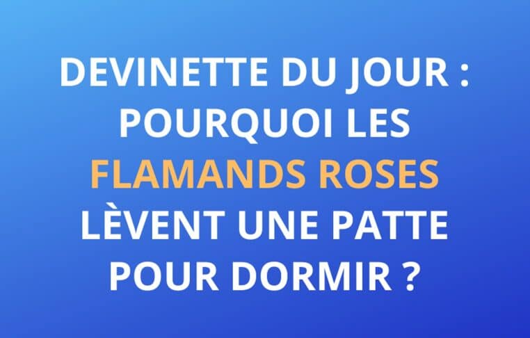 devinette flamands roses