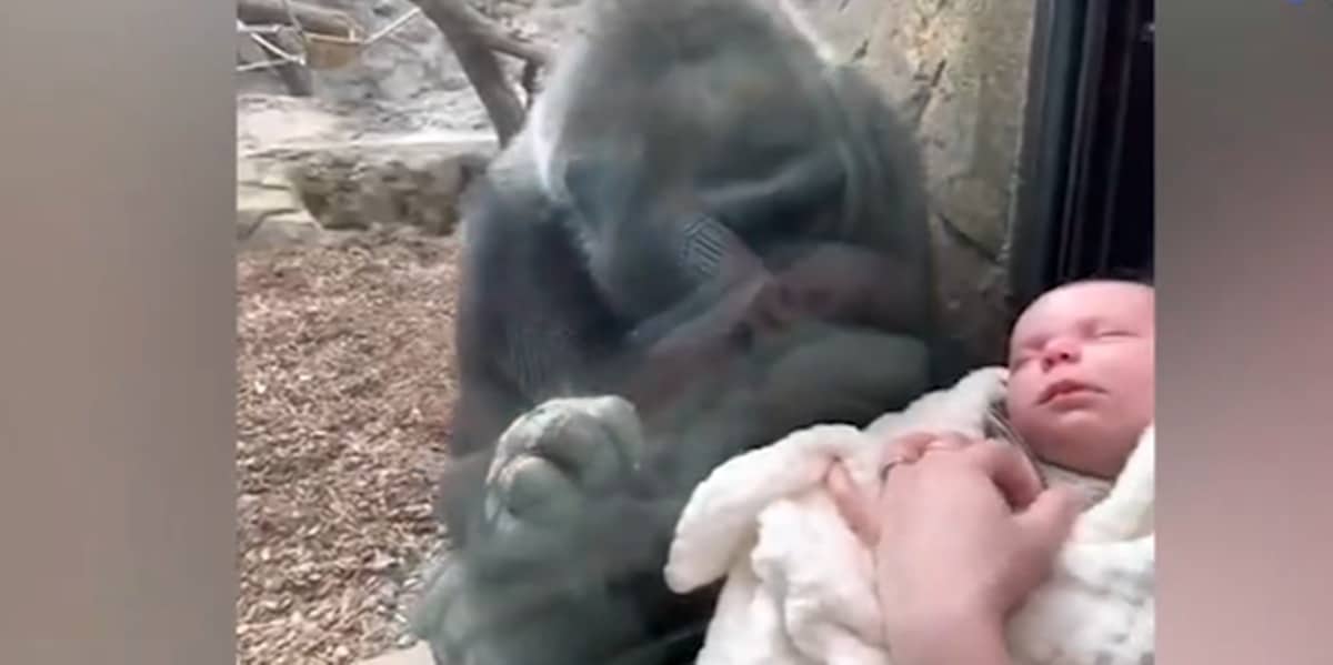 Une Femme Presente Son Bebe A Une Maman Gorille La Scene Est Bouleversante