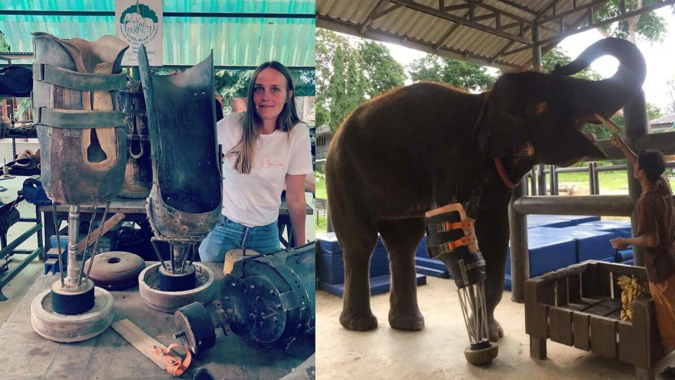 Thaïlande : Un bébé éléphant reçoit une prothèse sur mesure après