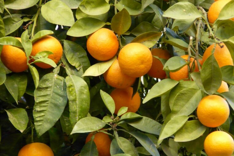 Mandarines