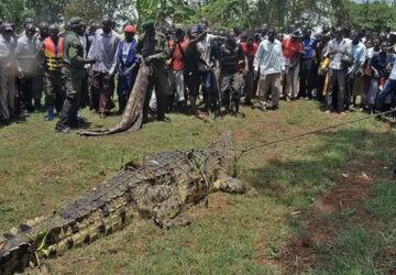 crocodile oussama ben laden a tué 80 personnes