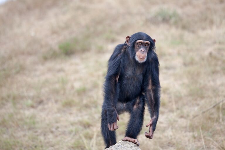 la-variole-du-singe-d-tect-e-chez-l-humain-y-a-t-il-un-risque-d