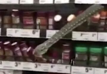 un grand serpent surgit dans un magasin