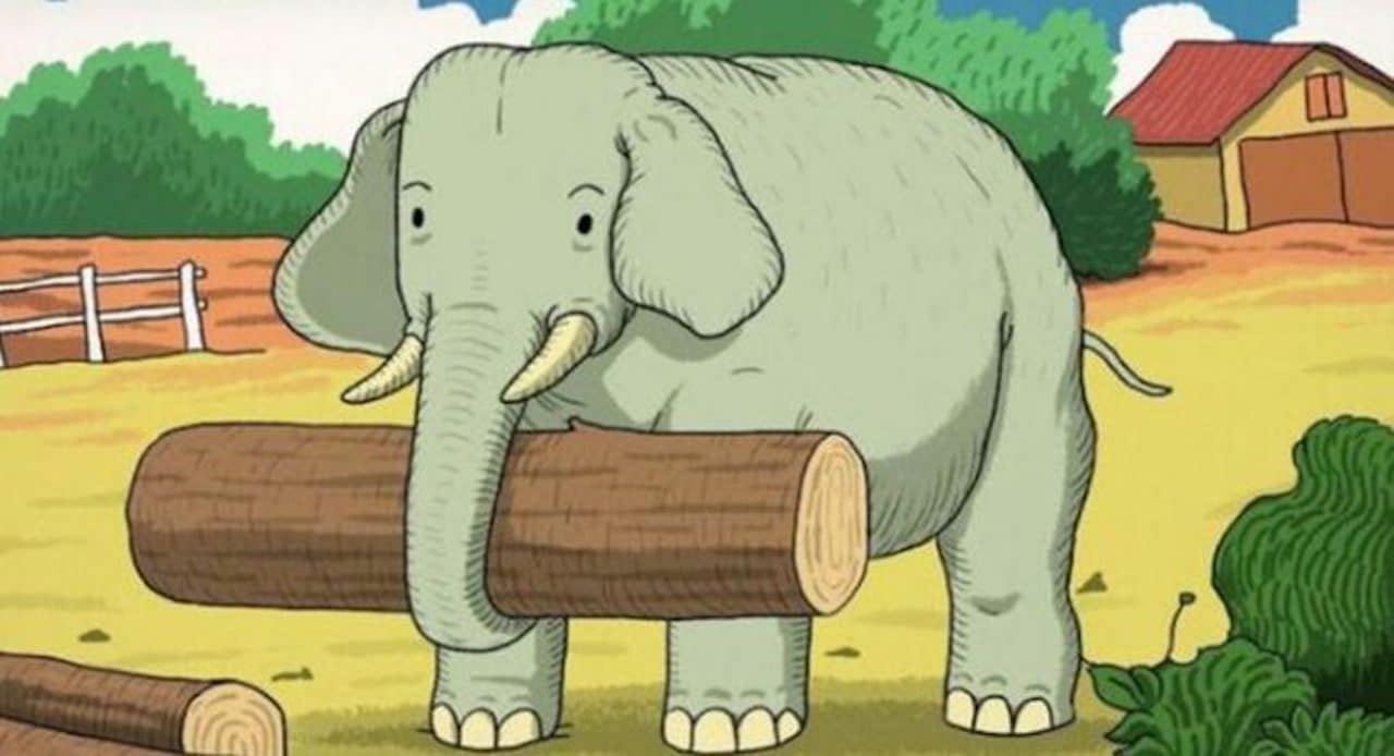 elephant