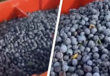 la récolte des myrtilles se fait de façon surprenante