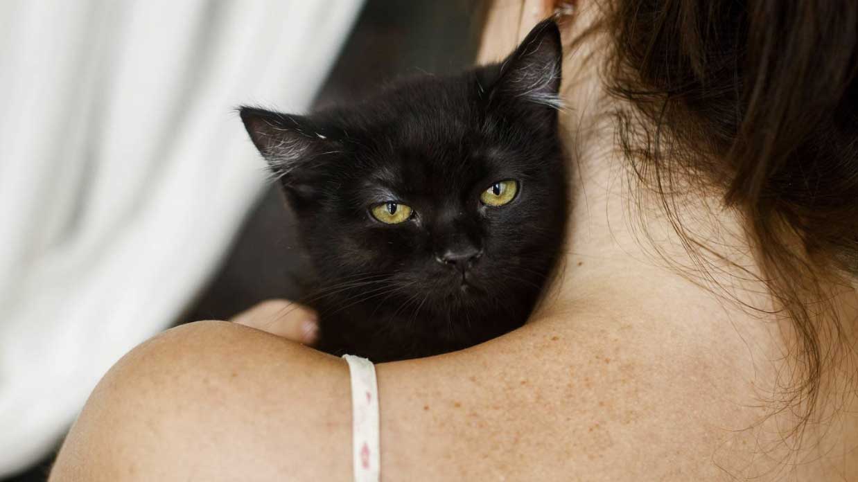 passagère allaite un chat en avion