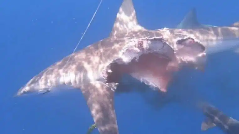 un requin à moitié dévoré