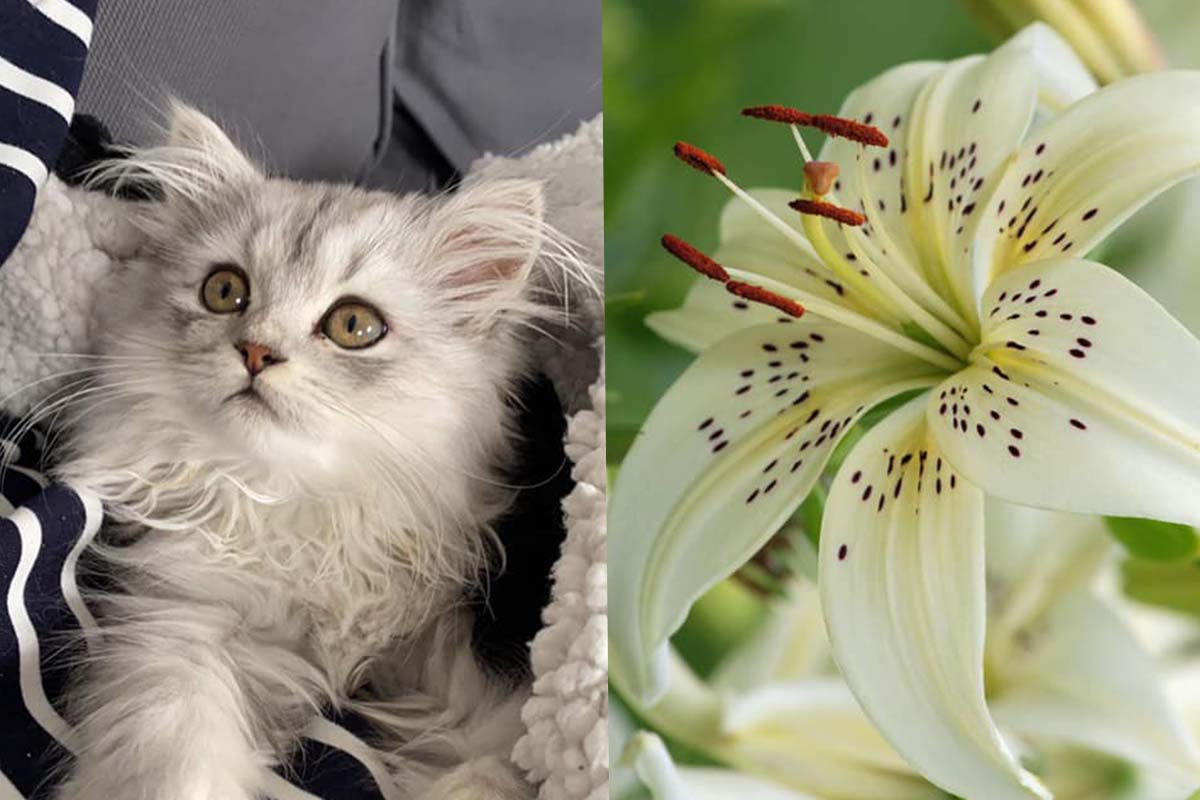 chat fleur de lys facebook mortelle