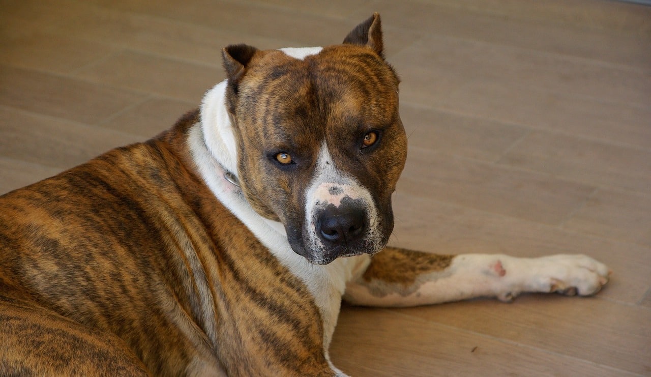 chien dangereux