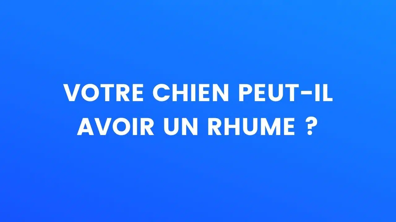 chien le saviez vous